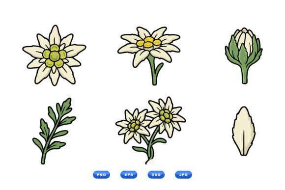 Hand Drawn Edelweiss Flowers Art: Graphics & Illustrations