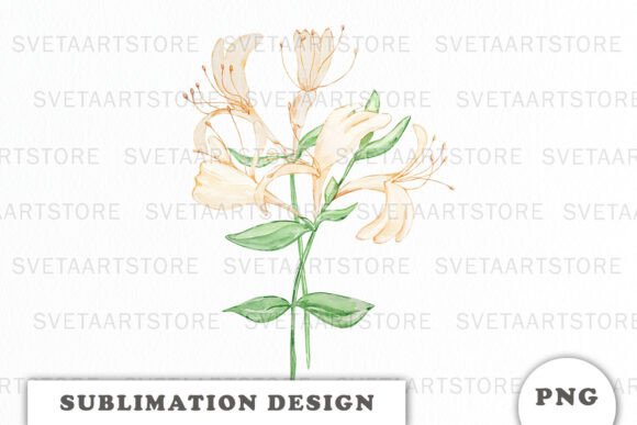 Watercolor Honey Suckle Flowers Bouquet: Graphics & Illustrations